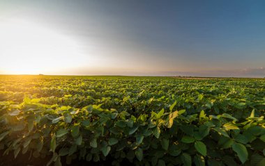 Gün batımında açık soya fasulyesi tarlası. .