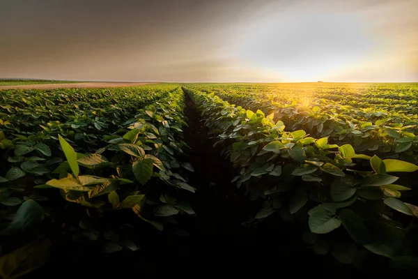 Campo Soja Aberto Pôr Sol Campo Soja — Fotografia de Stock