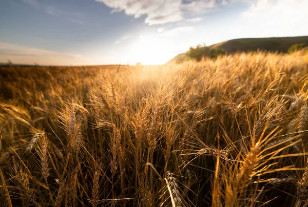 Відкрите Пшеничне Поле Заході Сонця Поле Пшениці — стокове фото