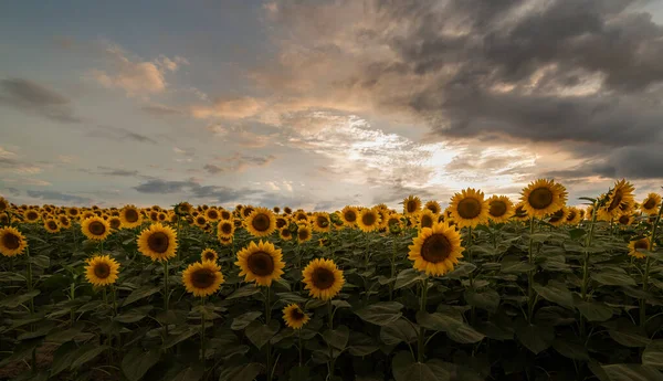 Campo Girasole Tramonto Con Cielo Nuvoloso — Foto Stock