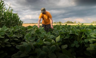 Soya tarlasında çiftçi. Büyüme, açık hava.