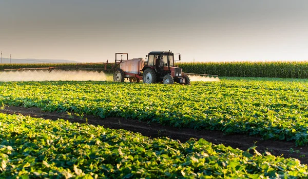 Trekker Sproeien Pesticiden Plantaardige Akker Met Sproeiapparaat Het Voorjaar — Stockfoto