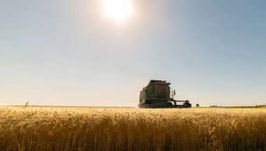 Yazın buğday tarlası hasadı.