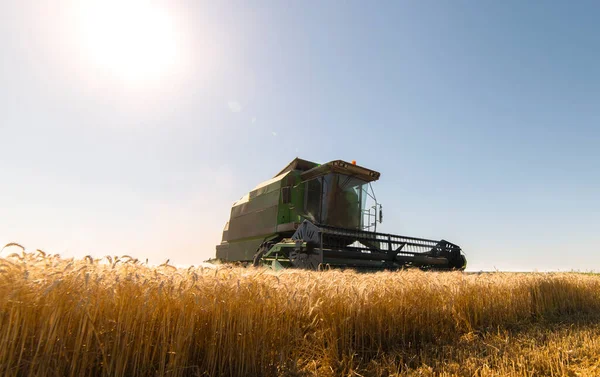 Сбор Урожая Пшеницы Летом — стоковое фото