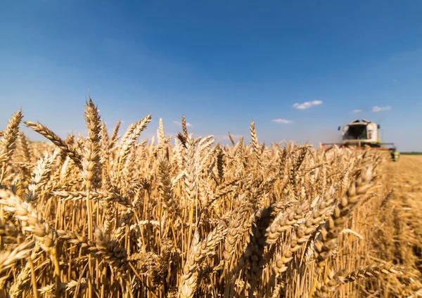 Una Cosechadora Que Trabaja Campo Trigo —  Fotos de Stock