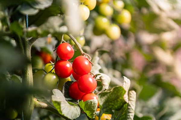 Production Tomates Cerises Serre — Photo