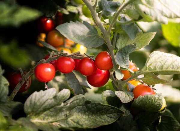 Producción Tomate Cereza Invernadero — Foto de Stock