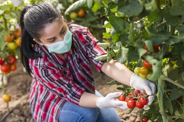 顔のマスクを身に着けているいくつかの赤いトマトと緑を選ぶ温室で若い女性 — ストック写真