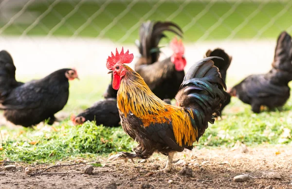 Rooster Chickens Volný Výběh Slepice — Stock fotografie
