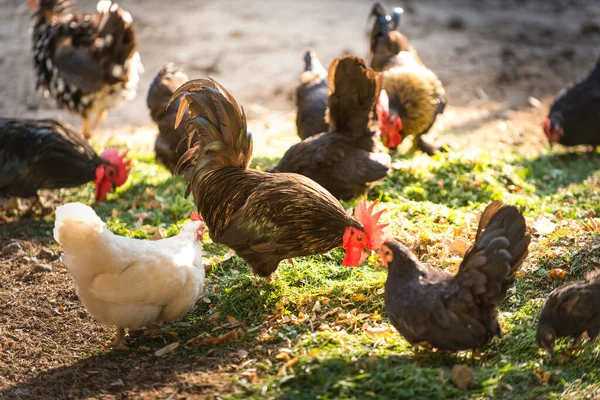 Gallo Gallinas Free Range Gallinas —  Fotos de Stock