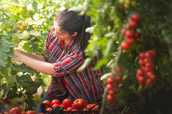 Młoda Kobieta Szklarni Zbiera Czerwone Pomidory — Zdjęcie stockowe