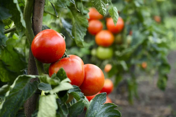 Tomaten Wachsen Gewächshaus — Stockfoto