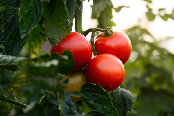 Tomates Cultivados Invernadero —  Fotos de Stock