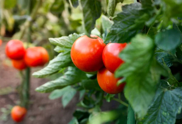 Tomater Som Växer Ett Växthus — Stockfoto