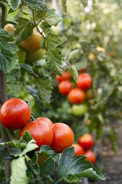 Tomates Crescendo Uma Estufa — Fotografia de Stock