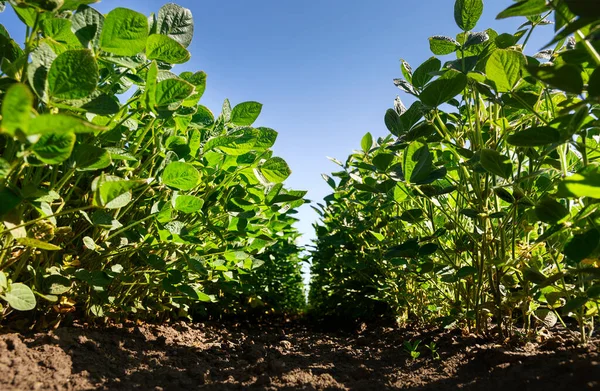 种植在耕地中的大豆幼苗 — 图库照片