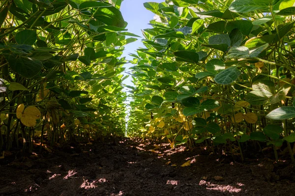 栽培分野で成長している若い大豆植物 — ストック写真