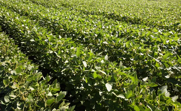 Plantas Jóvenes Soja Que Crecen Campos Cultivados —  Fotos de Stock