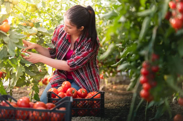 Young Woman Greenhouse Picking Some Red Tomatoes — Stock Photo, Image