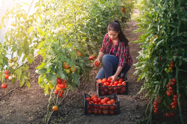 温室で若い女性が赤いトマトを摘んで — ストック写真