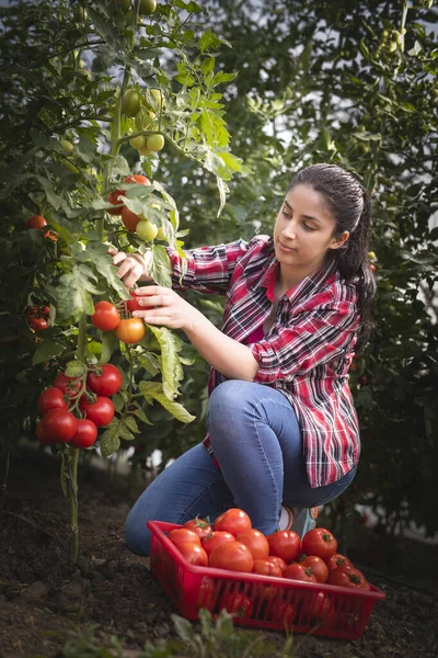 温室で若い女性が赤いトマトを摘んで — ストック写真