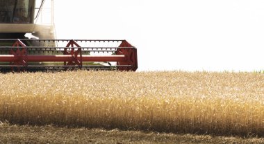 Buğday tarlasında çalışan bir biçerdöver.