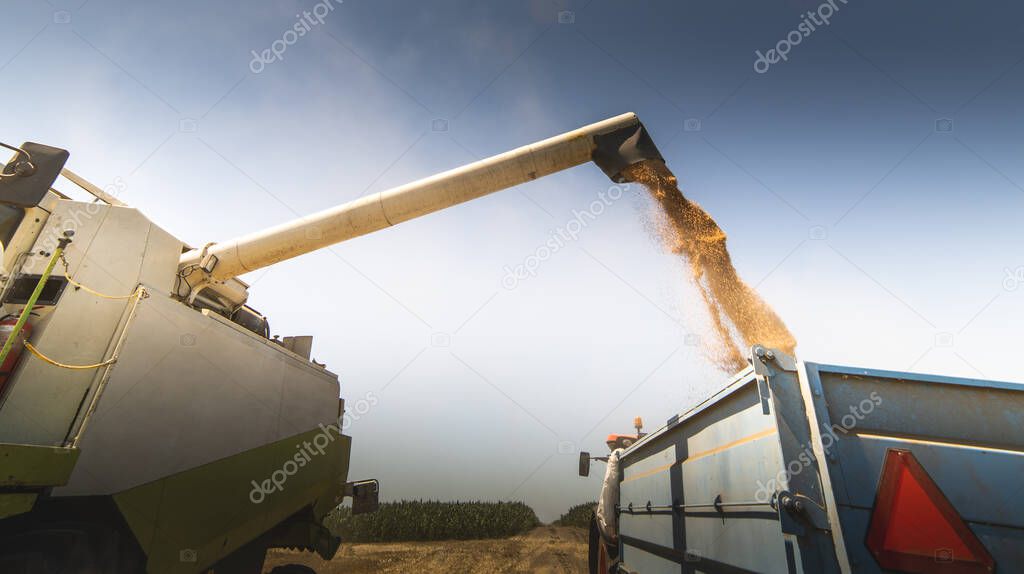 Combine harvester pours wheat seeds in trailer.