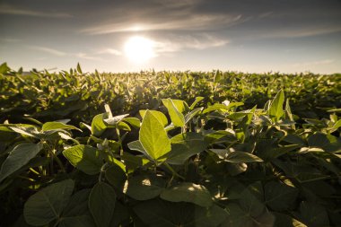 Gün batımında açık soya fasulyesi tarlası. .