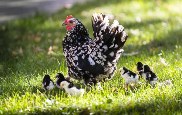 Clucking Hen Chicks Grass Farm — Stock Photo, Image