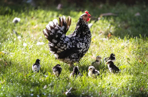 Кудахтание Курицы Цыплят Траве Ферме — стоковое фото