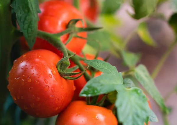 Pomodori Che Crescono Giardino — Foto Stock