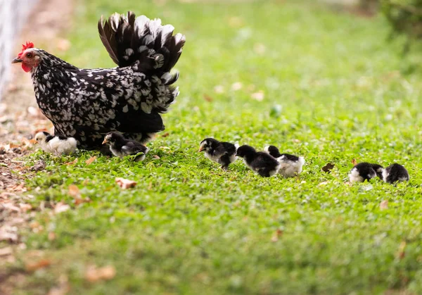 Batendo Galinha Filhotes Grama Uma Fazenda — Fotografia de Stock