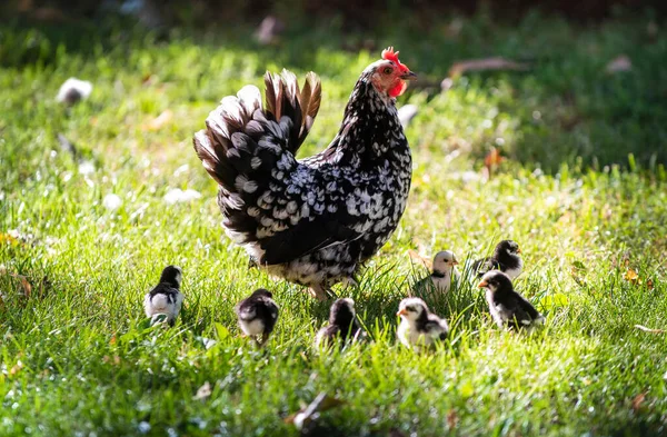 Clucking Hen Chicks Grass Farm — Stock Photo, Image