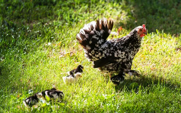 Clucking hen and chicks in the grass on a farm.