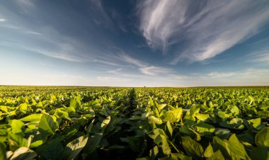 Gün batımında açık soya fasulyesi tarlası. .