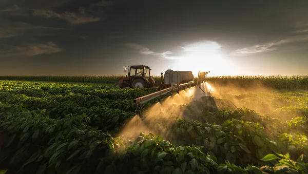 Traktor Versprüht Frühjahr Pflanzenschutzmittel Auf Gemüsefeld Mit Sprüher — Stockfoto