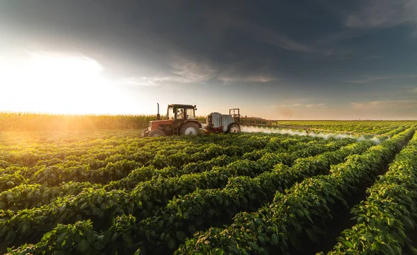 Trator Pulverização Pesticidas Campo Vegetal Com Pulverizador Primavera — Fotografia de Stock