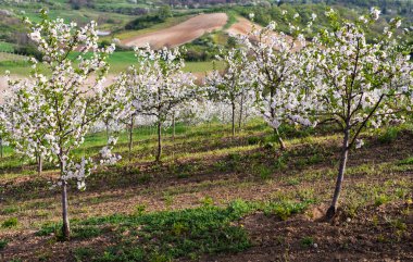 Baharda kiraz çiçeği meyve bahçesi