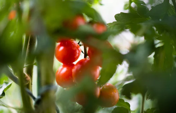 Pomodori Che Crescono Giardino — Foto Stock