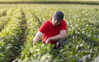 Soya tarlasında çiftçi. Büyüme, açık hava.