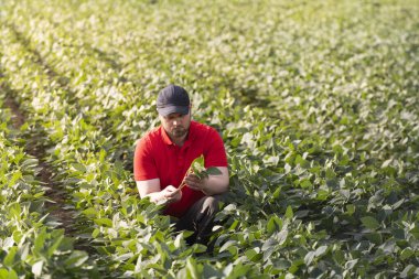 Soya tarlasında çiftçi. Büyüme, açık hava.