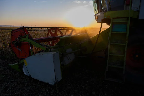 Mähdrescher Erntet Sojabohnen Bei Sonnenuntergang — Stockfoto