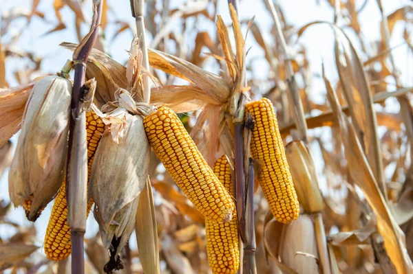 Reifer Mais Auf Dem Maiskolben Einem Erntereifen Feld — Stockfoto