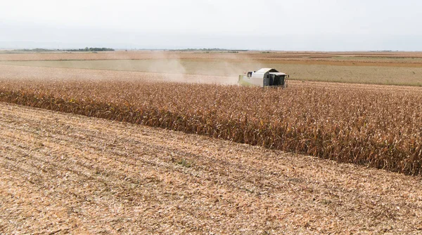 Combinar Operador Cosecha Maíz Campo Día Soleado — Foto de Stock