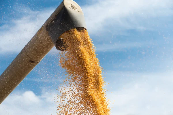 Kombajn Zbożowy Wylewa Nasiona Kukurydzy — Zdjęcie stockowe