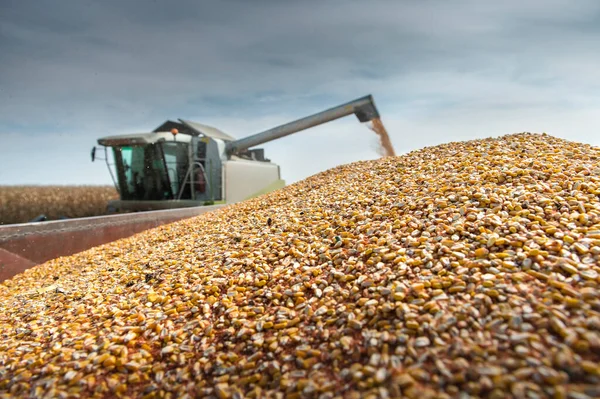 Combine Harvester Pours Corn Maize Seeds — Stock Photo, Image