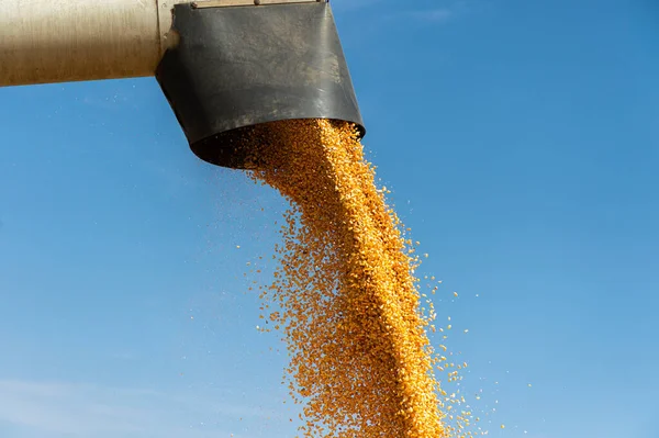 Combine Harvester Pours Corn Maize Seeds — Stock Photo, Image