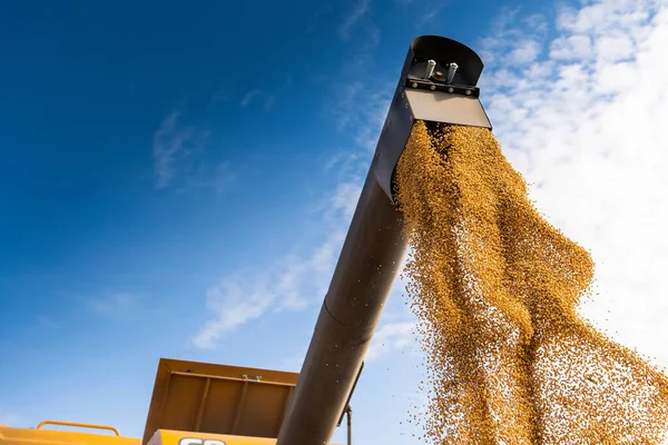 Grano Coclea Combinare Versando Soia Nel Rimorchio Del Trattore — Foto Stock