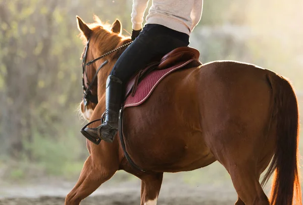 Jeune Jolie Fille Chevauchant Cheval — Photo