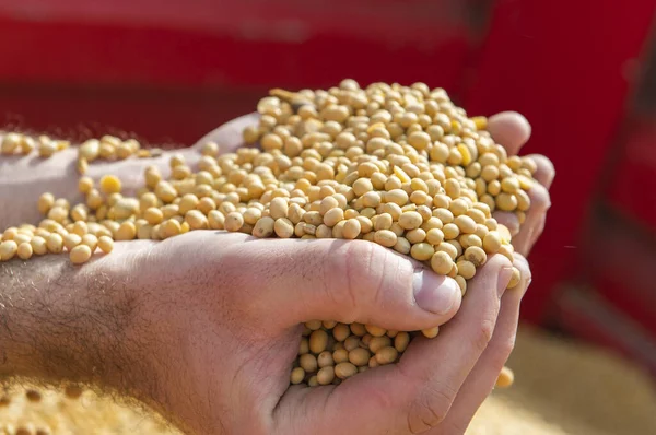 農家の手に大豆の種 — ストック写真